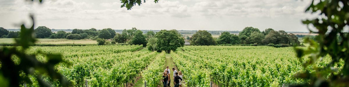 Gusbourne Tour 01.(C)Jpg