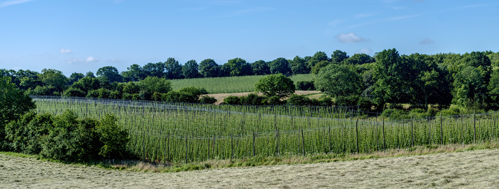 Hukins Hops 3 JAN2021 (C)
