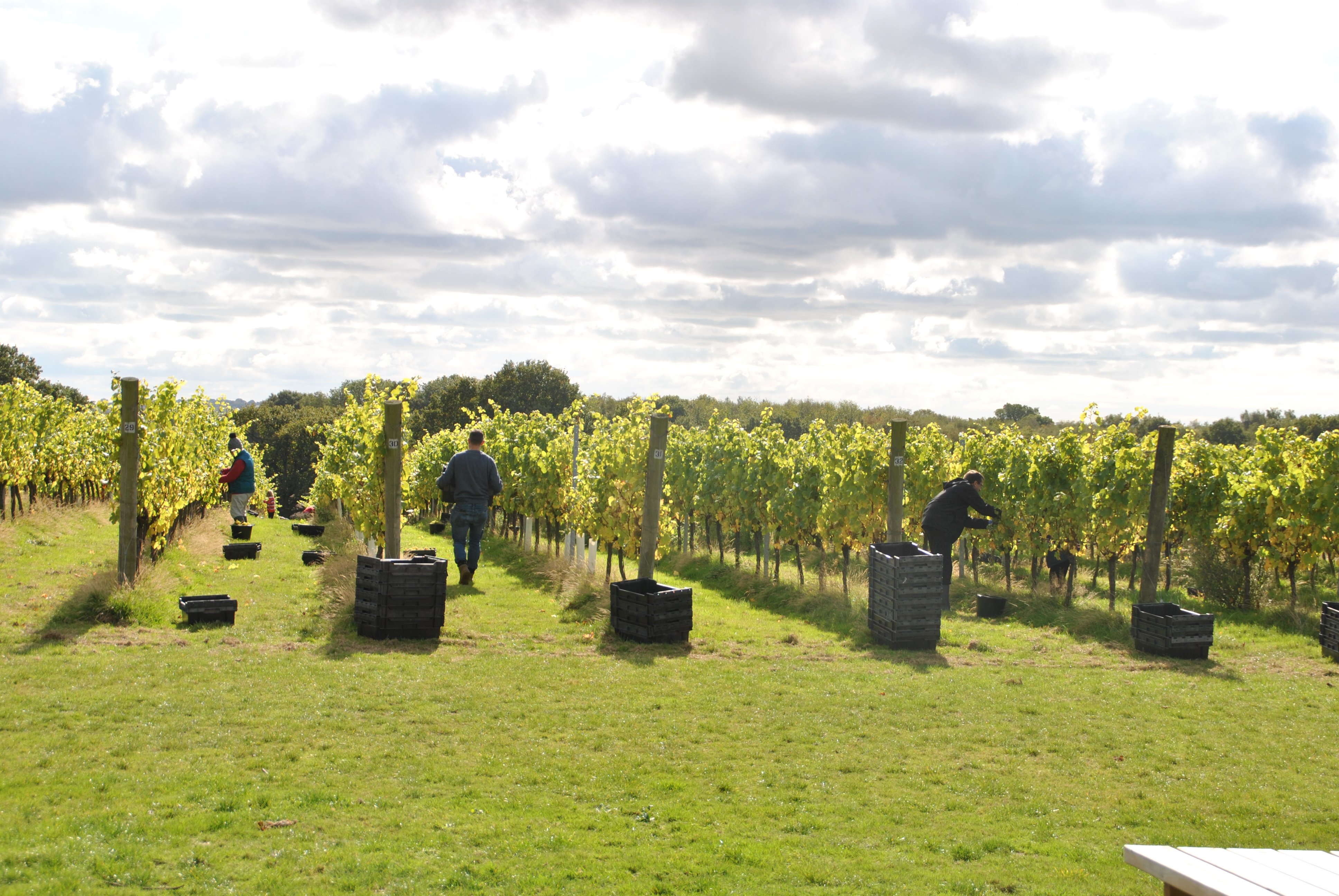 Woodchurch Wines Twitter Harvest (Credit Woodchurch Wines)