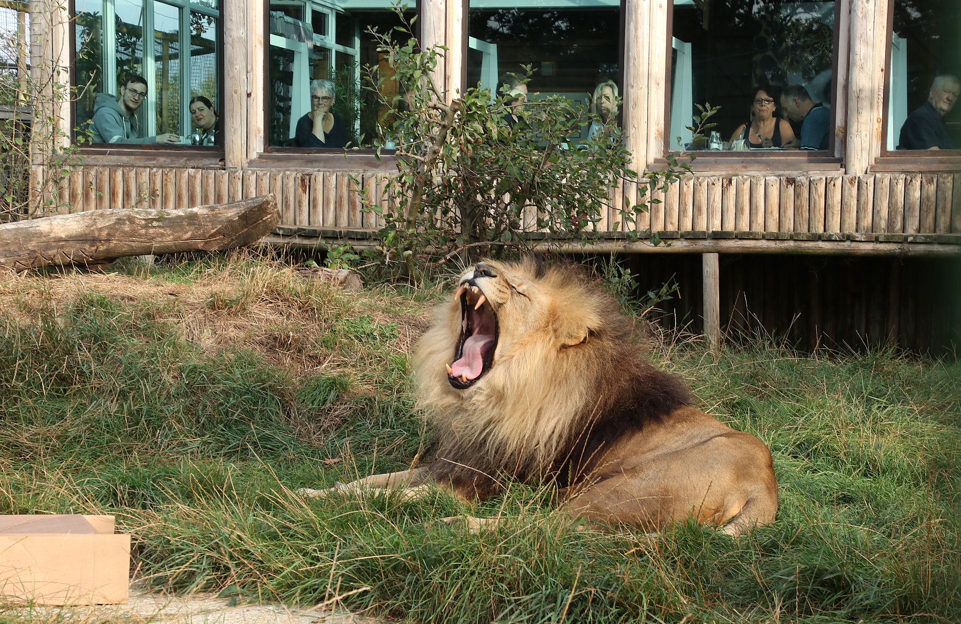 Lion And Lodge Guests In Conservatory. Feb2021 JPG
