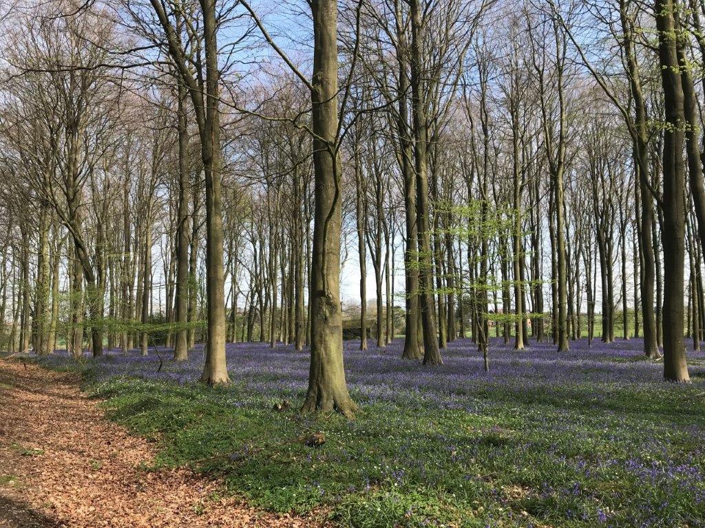 Kings Wood, Challock (AH)