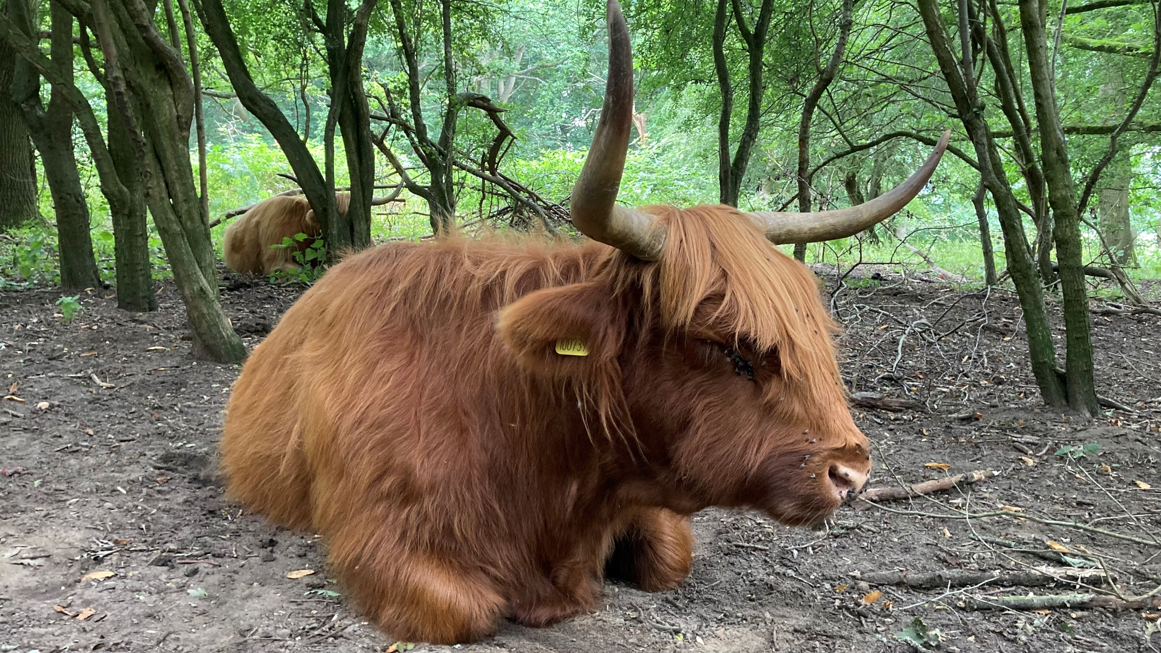 Hothfield (4) Aug2021 (AH)