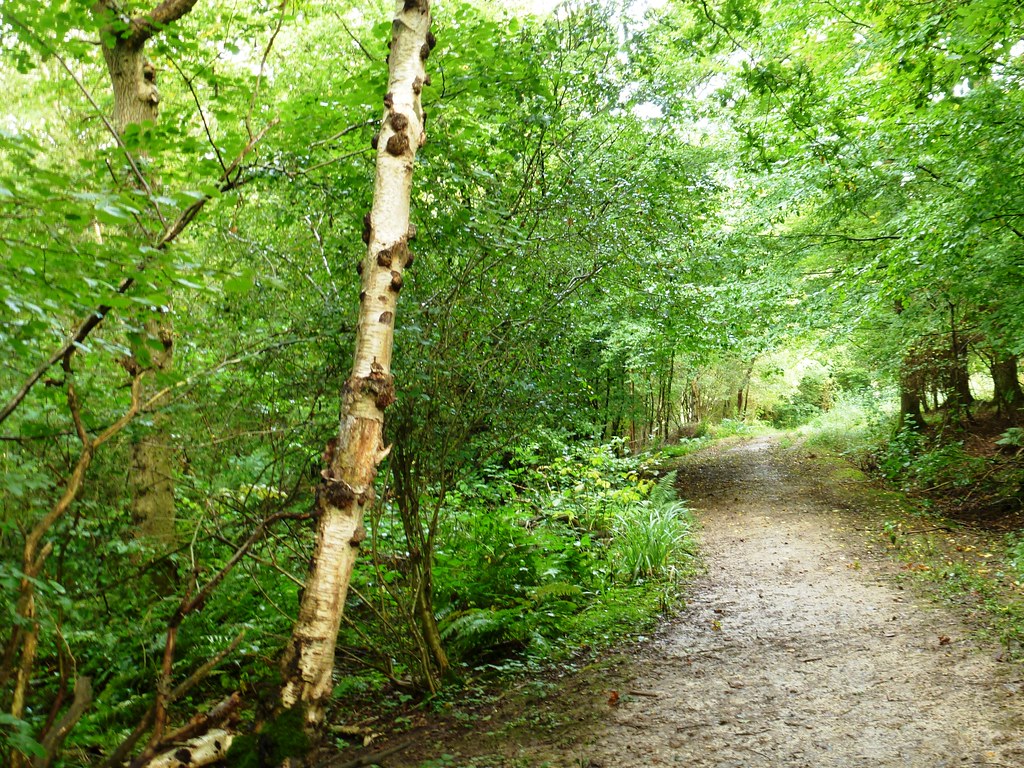 Hamstreet Woods