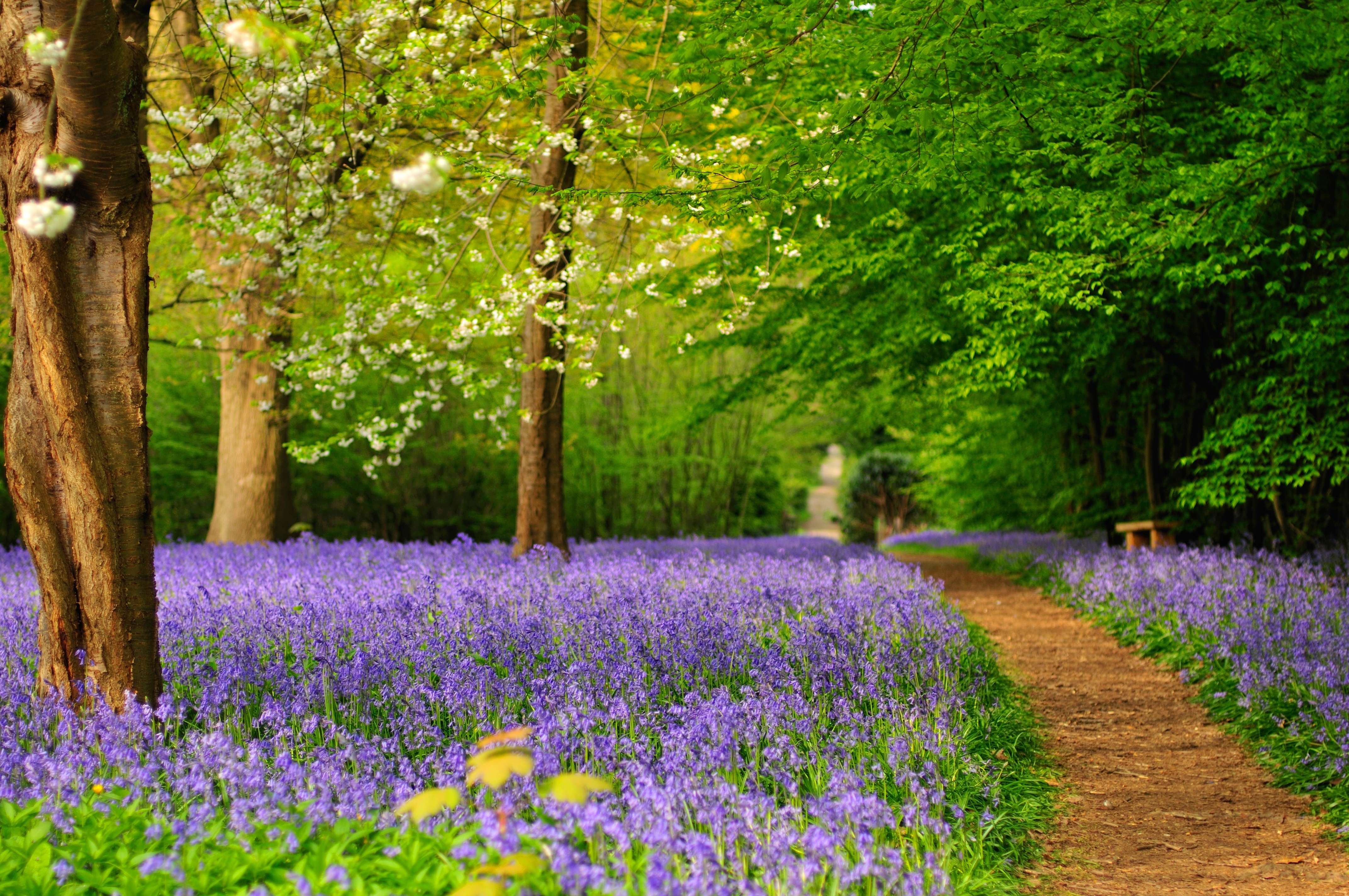 hole-park-bluebells---credit-darryl-curcher-photography.jpg
