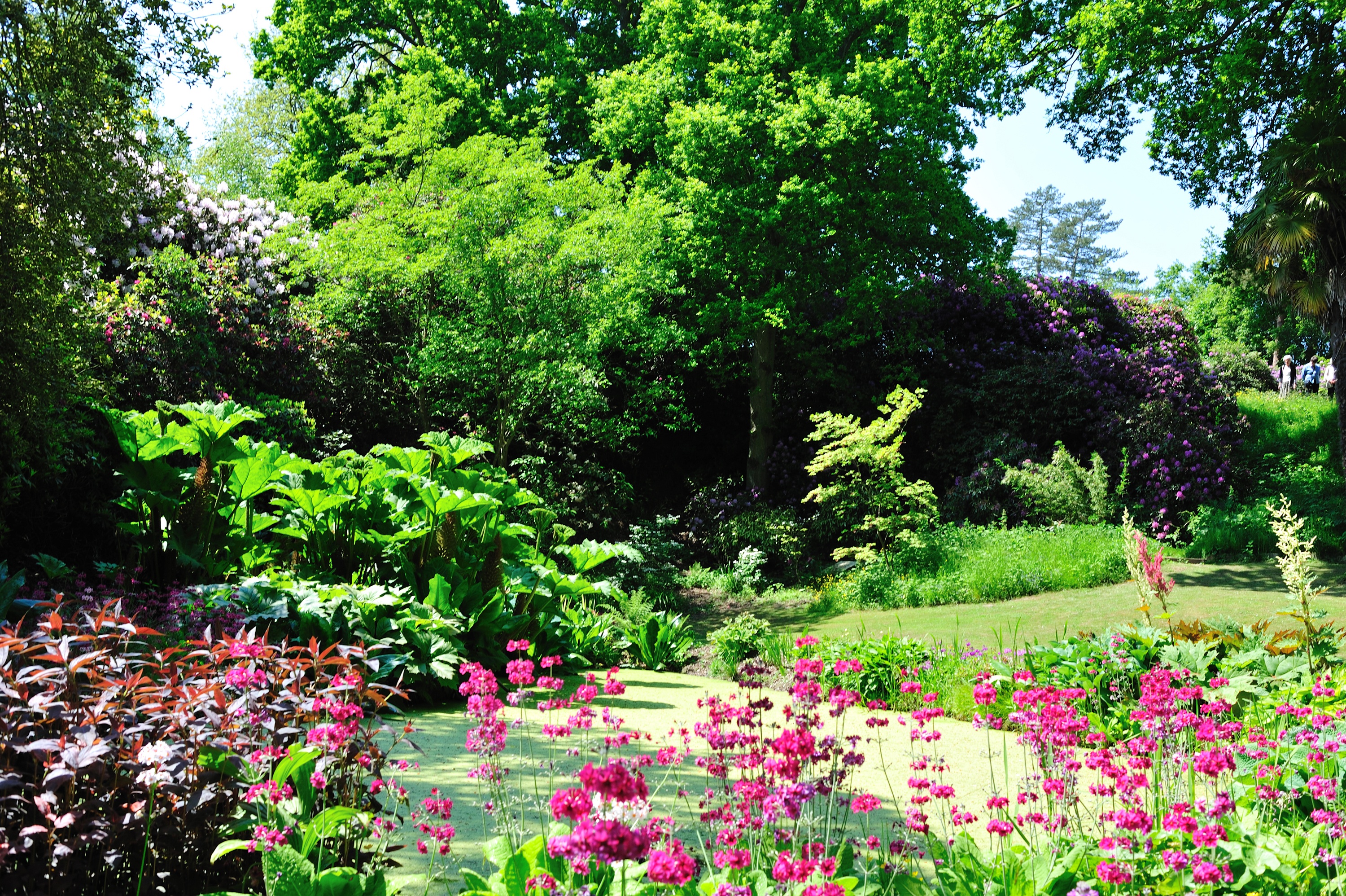 Hole Park Primulas.jpg