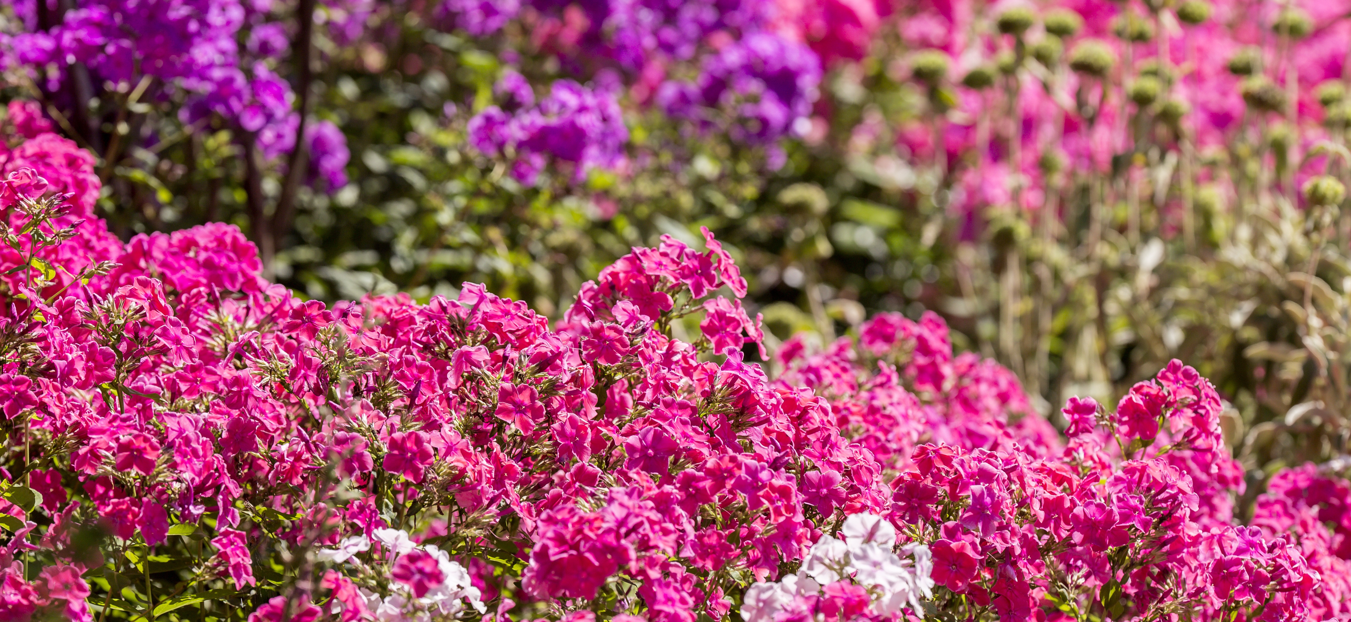 Pink Summer Flowers (Lewis J Brockway)
