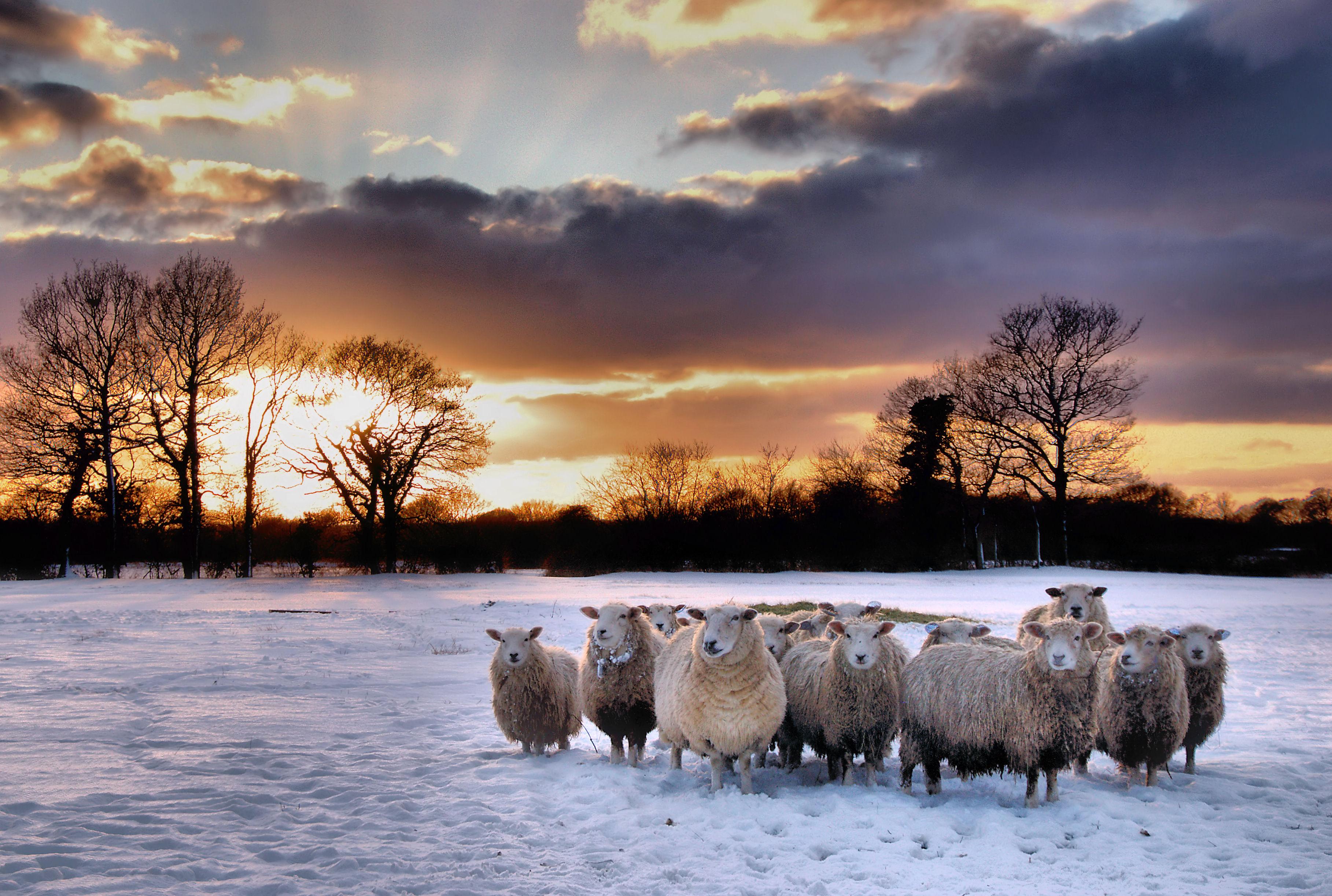 Sheep in Snow